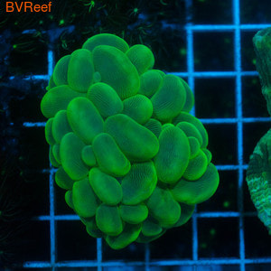 Плерогира зеленый металлик Bubble coral - Metallic Green