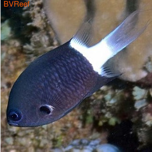   Chromis retrofasciata