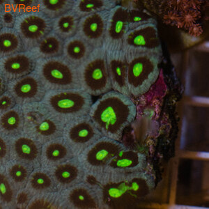   Pineapple coral