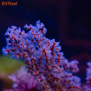   (Acalycigorgia sp.)