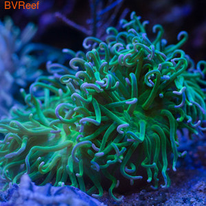 Актиния макродактила доренсис ультра зеленая Long Tentacle anemone - Metallic Green