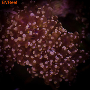    (Octofrogspawn Coral Euphyllia Divisa )