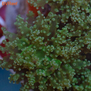     Branching frogspawn coral  Green