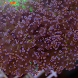     Cultured Branch Octopus Coral  Pink -