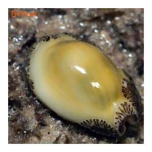  Ring cowrie