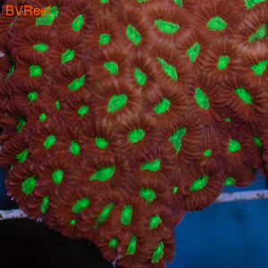   Pineapple coral