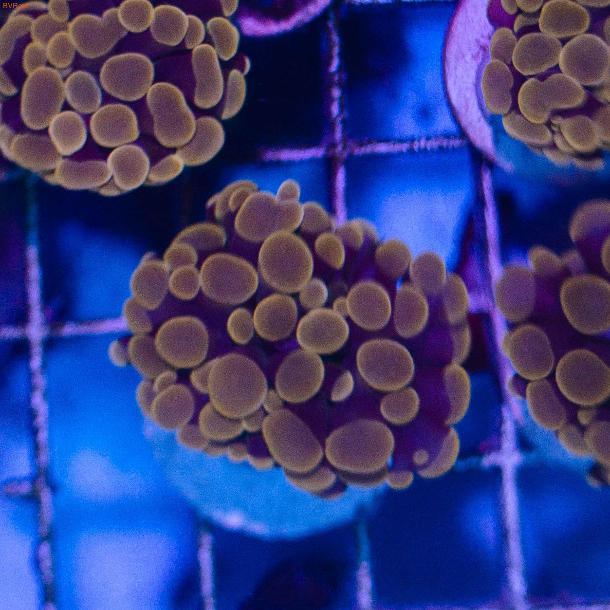    Branching Hammer Coral