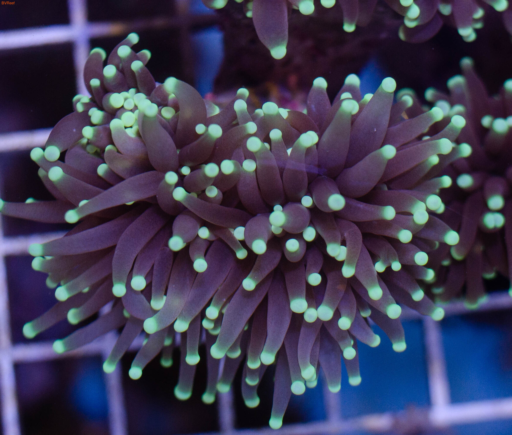   Torch coral Yellow Tip 1  3500