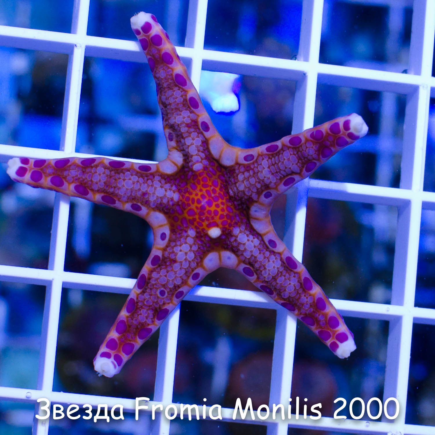 20  Fromia Monilis 2000