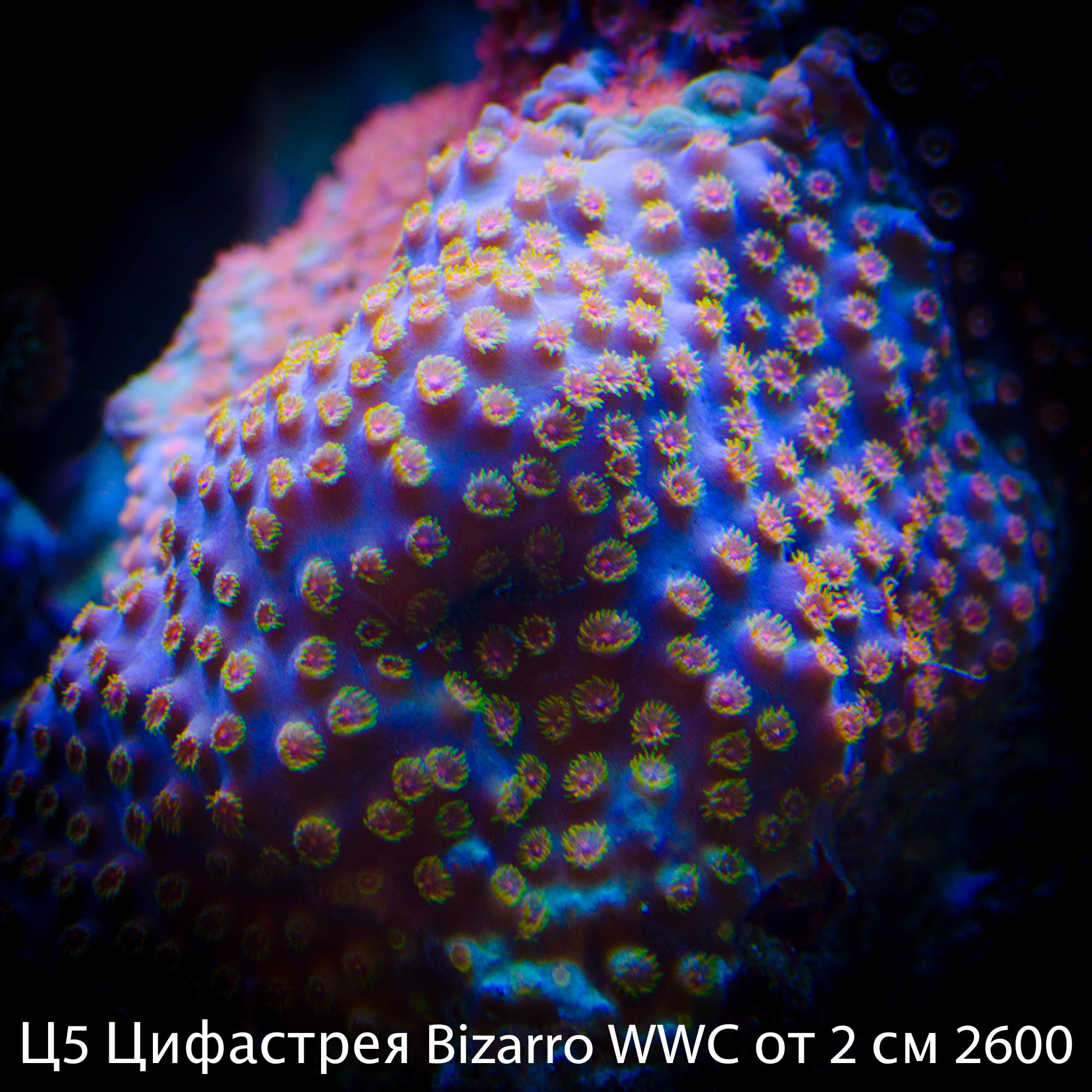 Ц5 Цифастрея Bizarro WWC от 2 см 2600