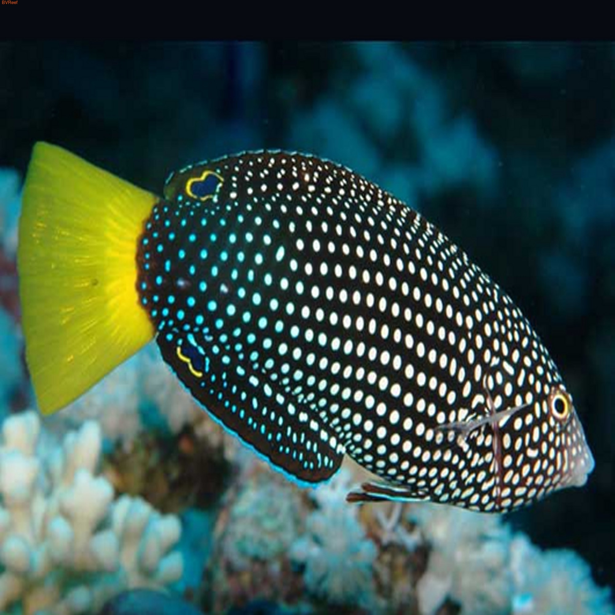   (Anampses melanurus)