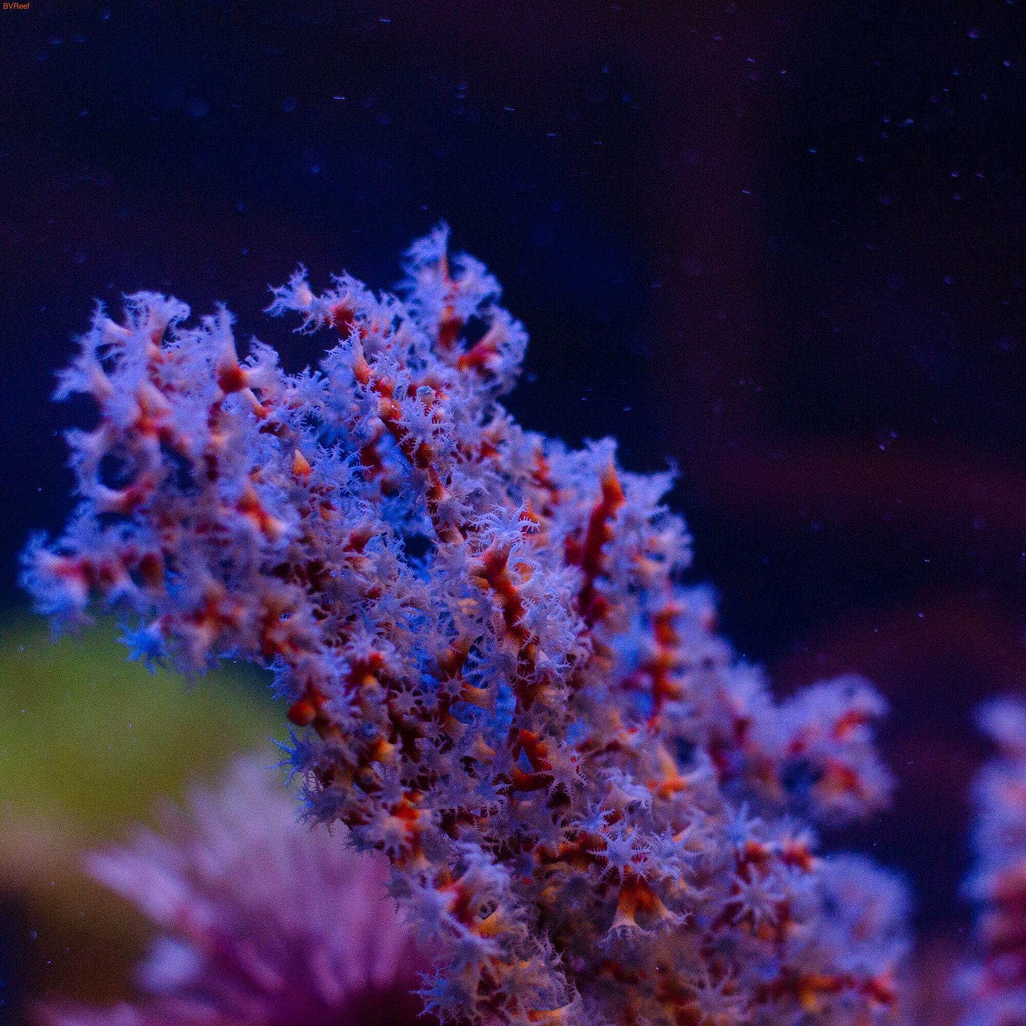   (Acalycigorgia sp.)