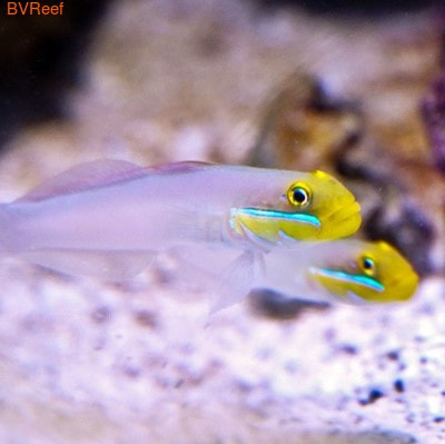 - Valenciennea strigata