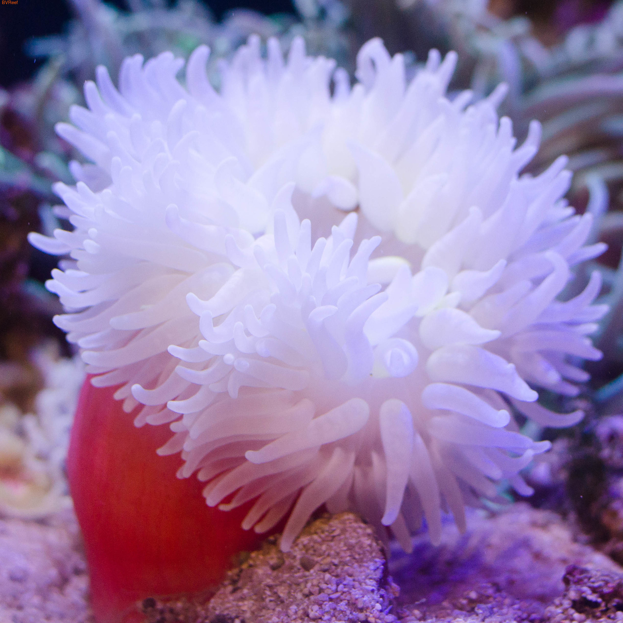    Macrodactyla doreensis