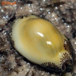  Ring cowrie