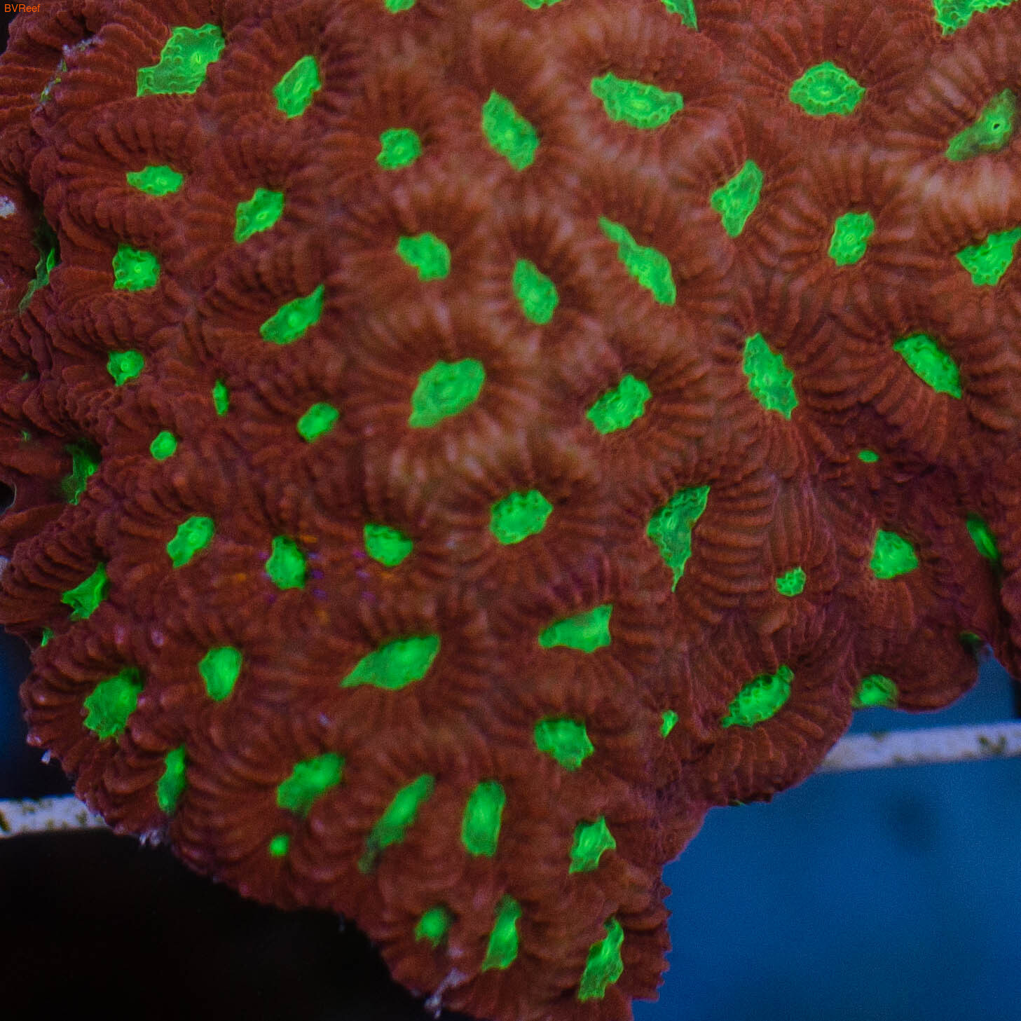   Pineapple coral