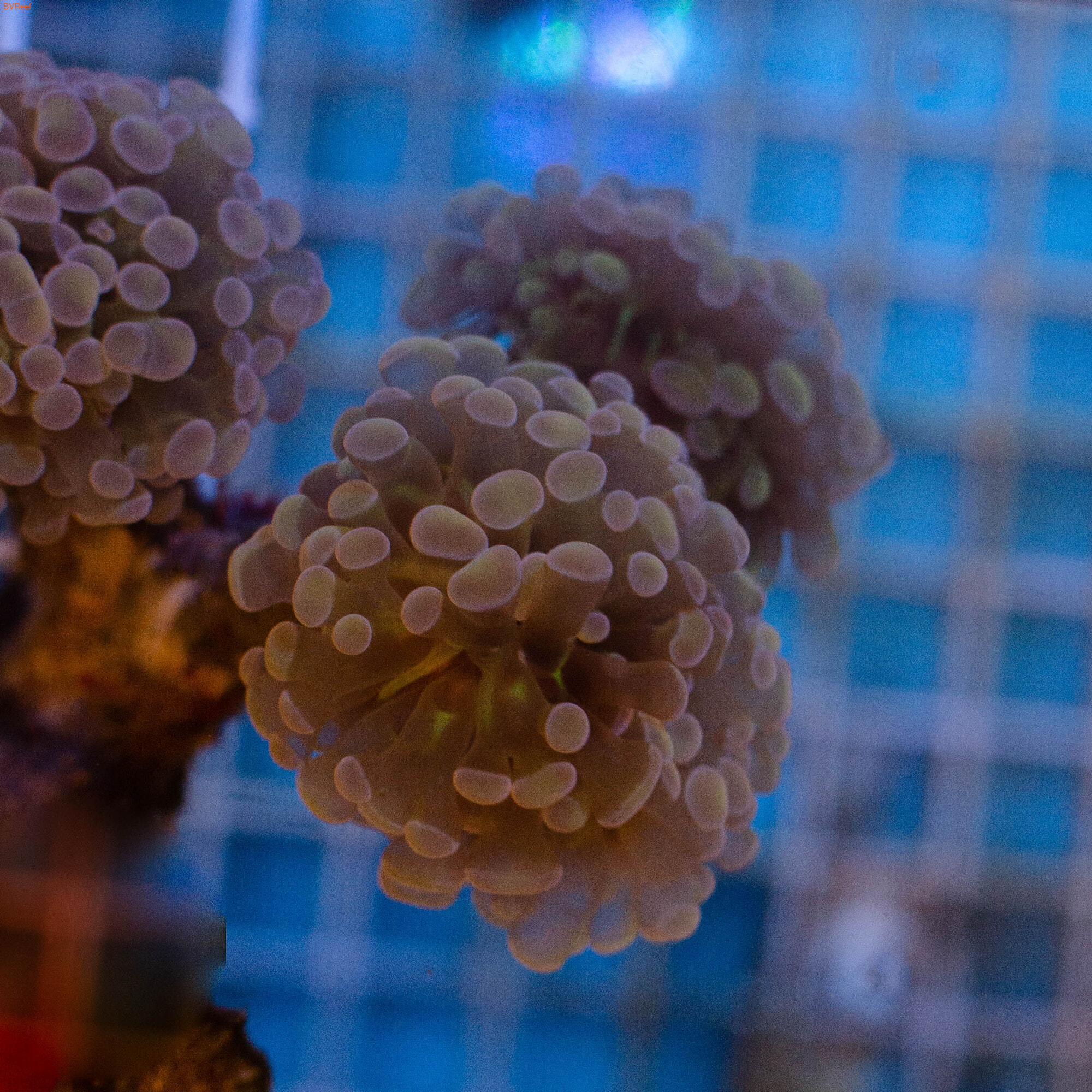   \ Branching Hammer Coral Orange Bright