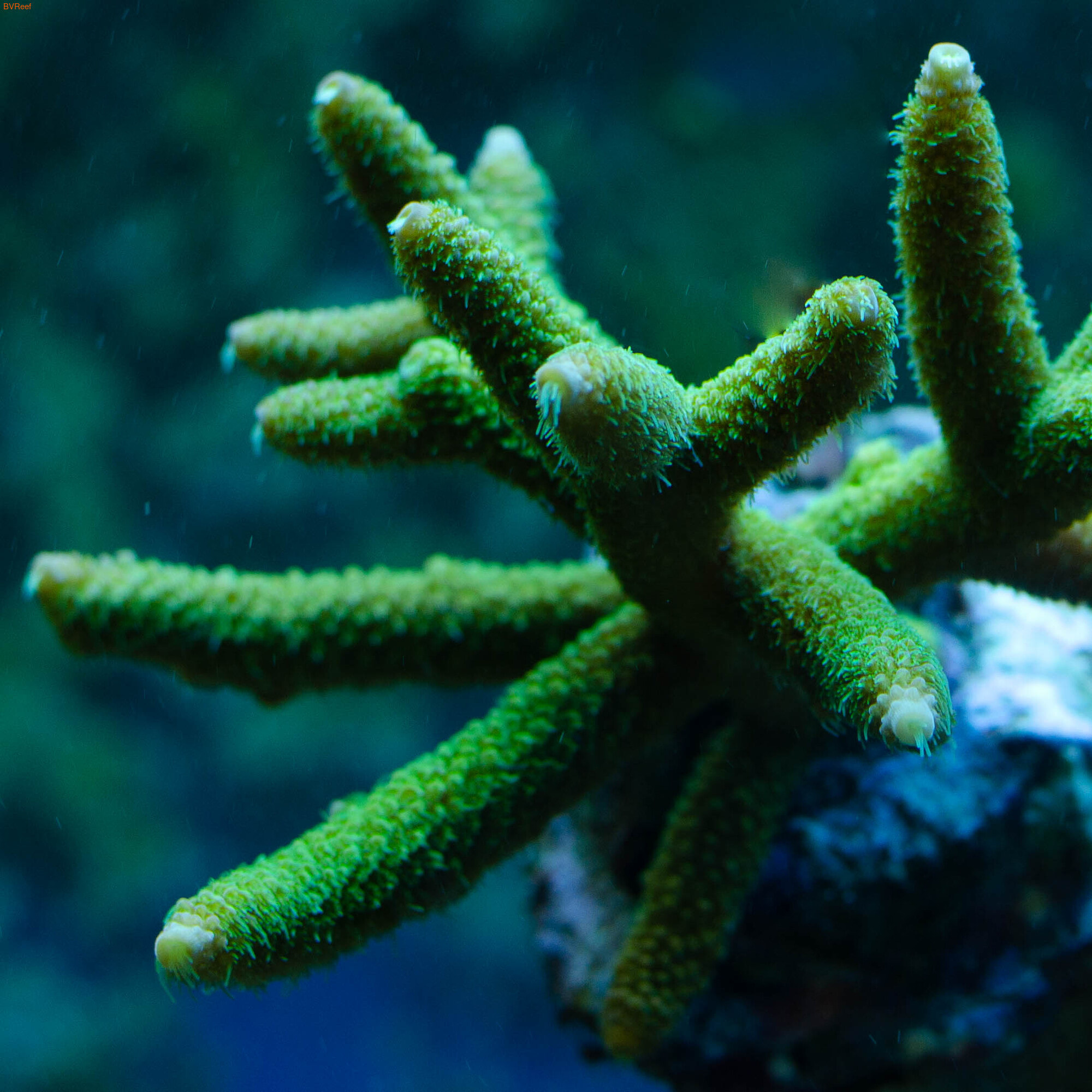 Bali Green Slimer Acropora