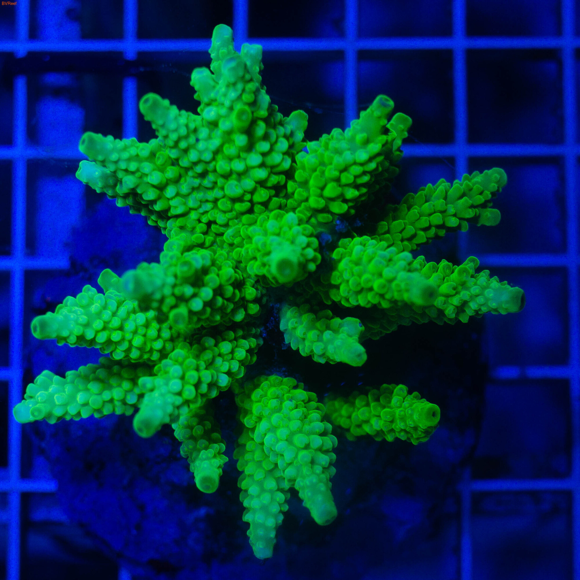Acropora formosa (metalic green) Staghorn   