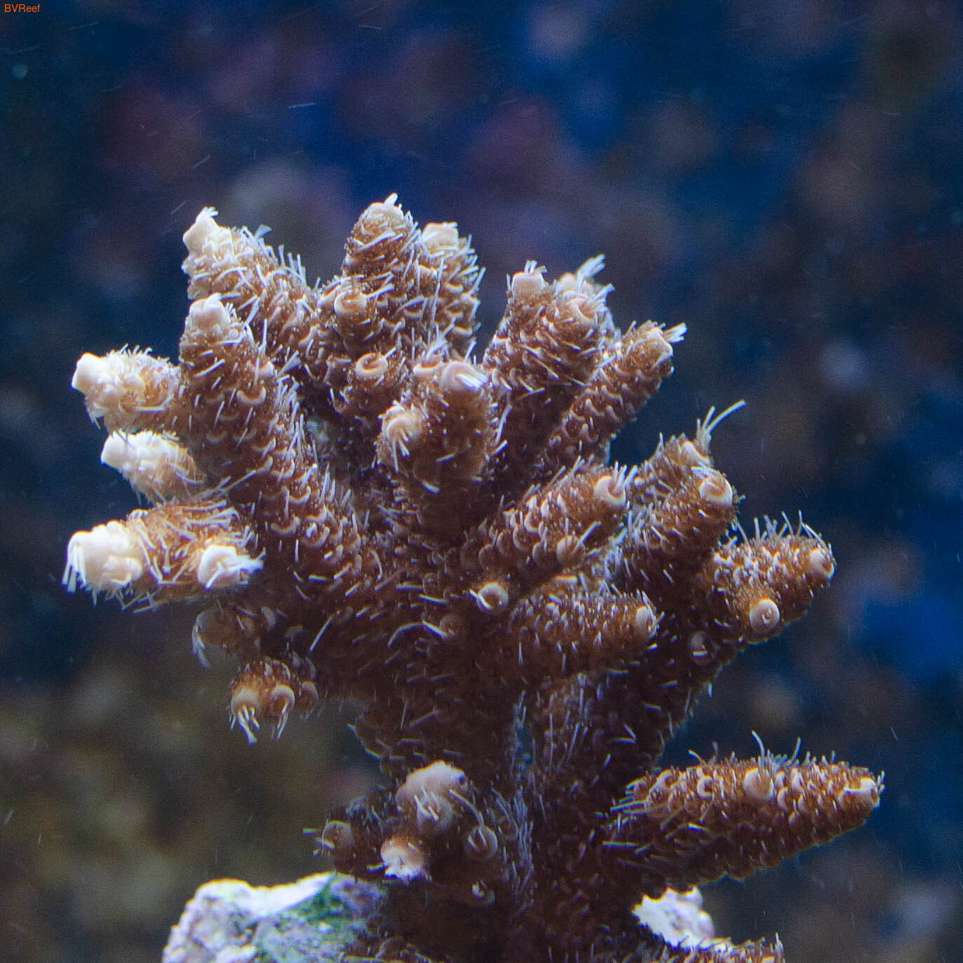 Acropora milliepora  