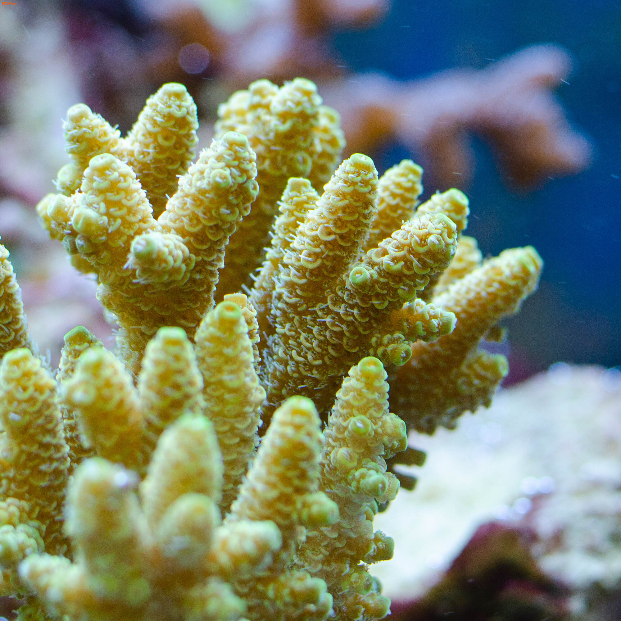Acropora millepora (Sunset)   