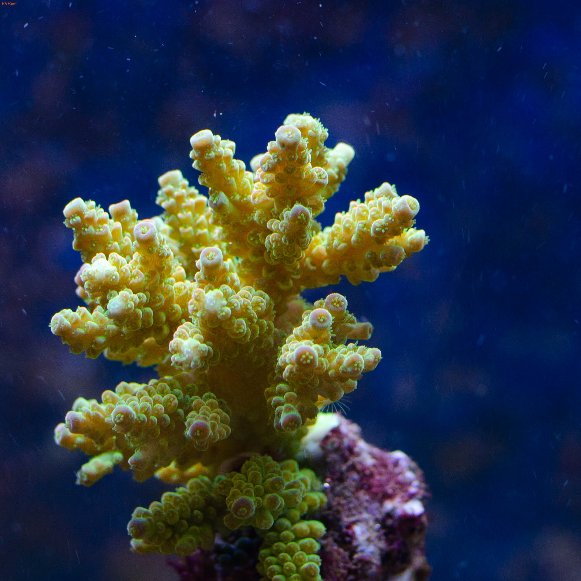 Acropora tenuis (green orange tips)