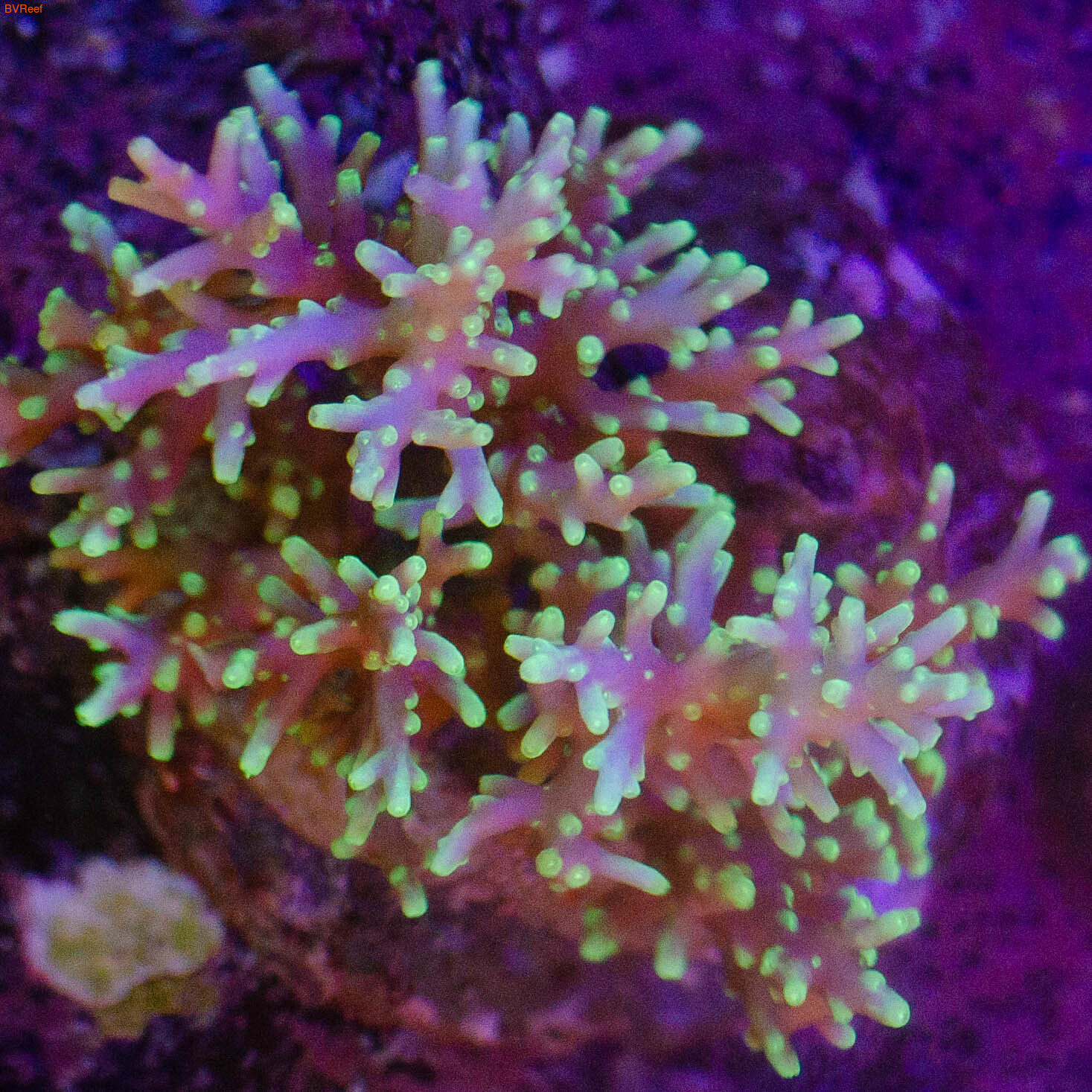 Red Dragon Acro   