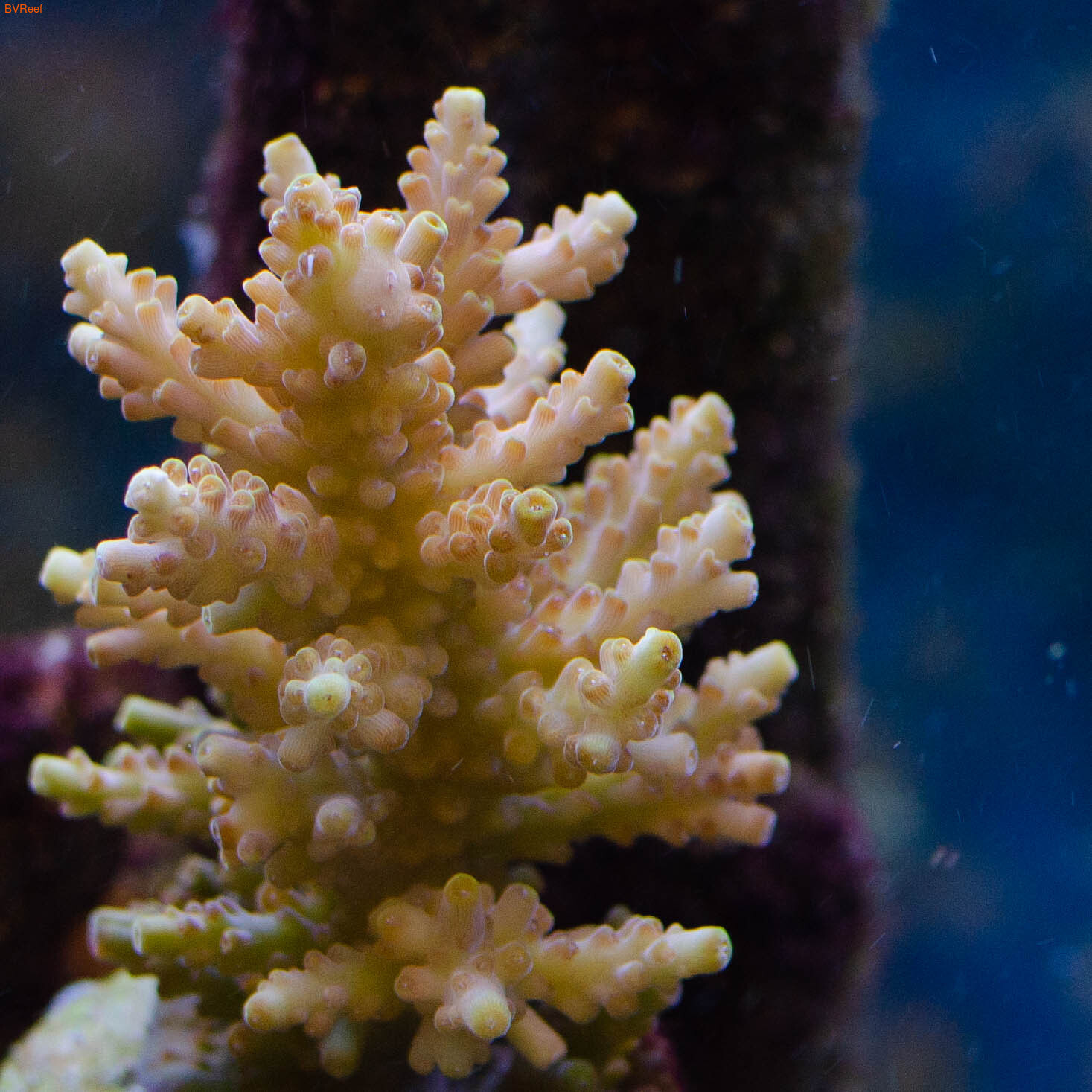 Yellow Pikachu acropora  