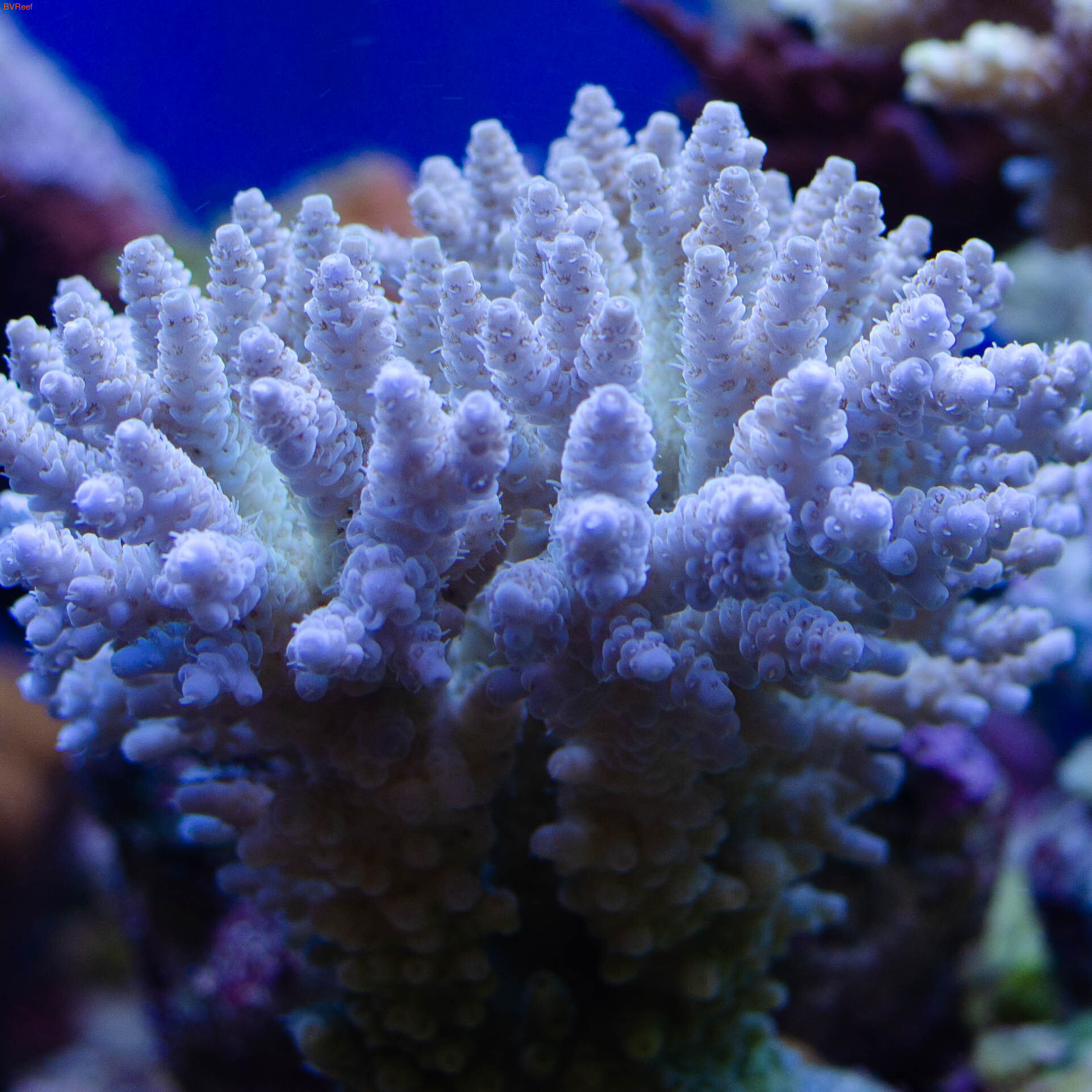 Acropora milliepora  