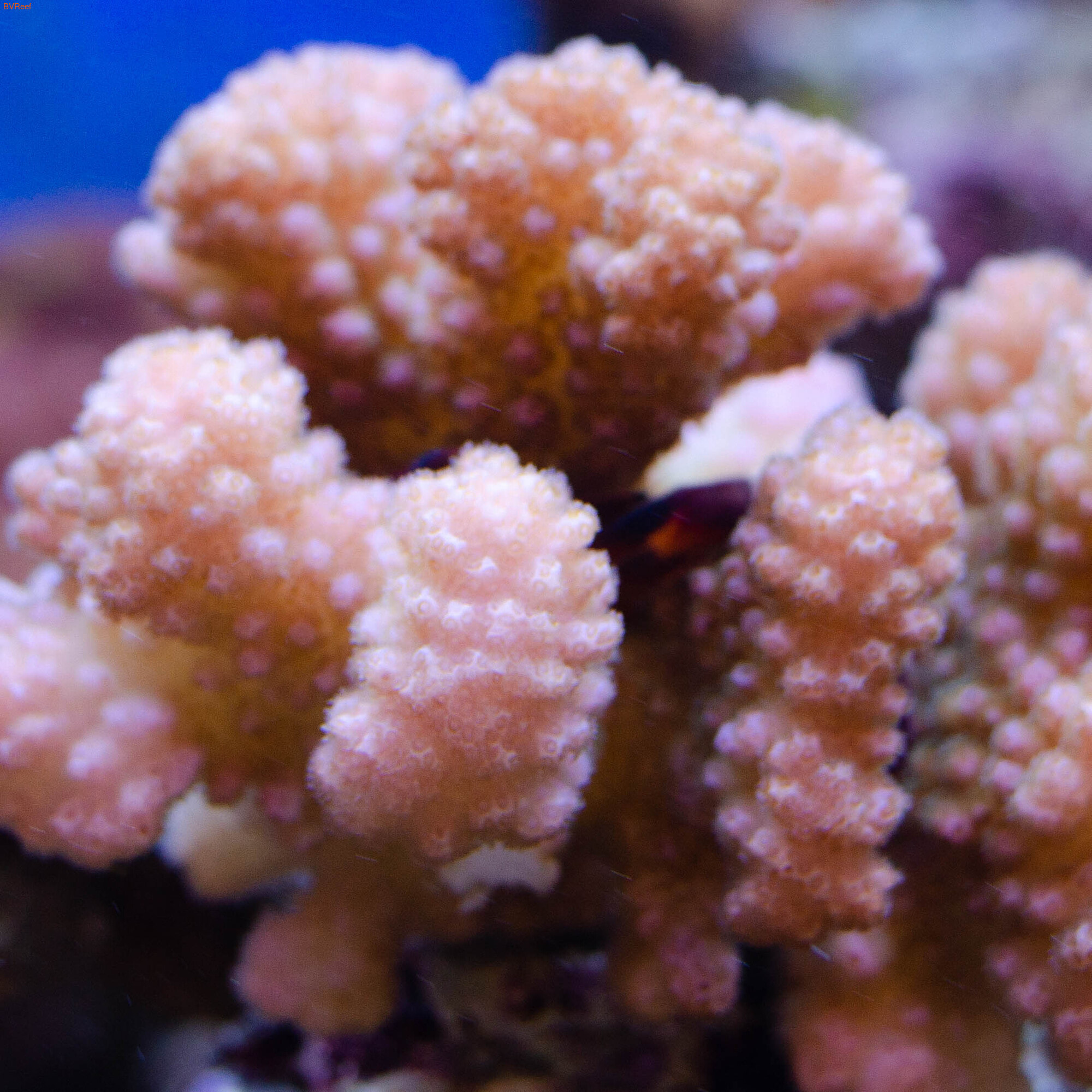 Pocillopora verrucosa (Red)  