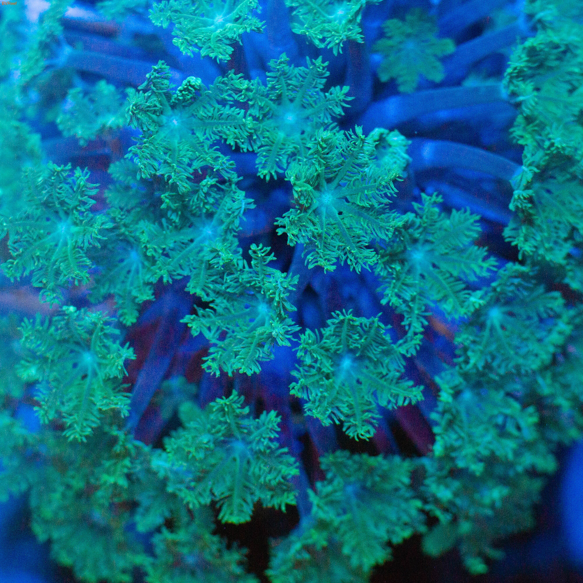  " " Cornularia sp