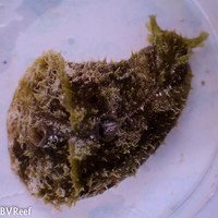 5   Dolabella auricularia