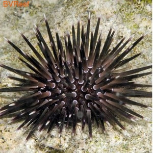 10   Echinometra mathaei 1000