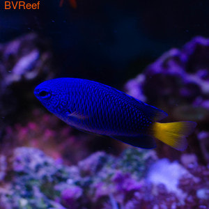   - Pomacentrus phillipinus