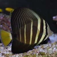   Zebrasoma veliferum