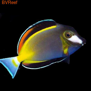   Acanthurus japonicus 8000