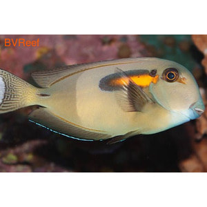   Acanthurus olivaceus