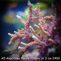 5   Purple Plasma ORA  3  2400