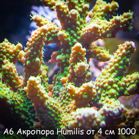 6  Humilis  4  1000