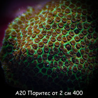 20   2  400