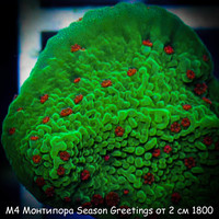 4   Season Greetings  2  1800