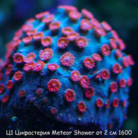 1  Meteor Shower  2  1600
