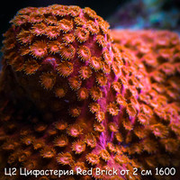2  Red Brick  2  1600