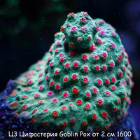 3  Goblin Pox  2  1600