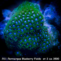 11  Blueberry Fields  2  3500
