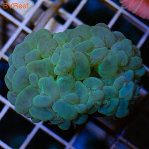   Plerogyra sinuosa