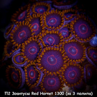 Red Hornet 1300 ( 3 )