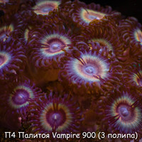 Vampire 900 ( 3 )