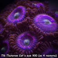 at'seye 900 ( 4 )