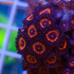  Red coral